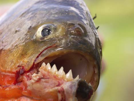 a close up
photo of a piranha